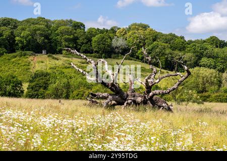 A dead tree lies in a wildflower meadow under Purdown hill in Bristol's Stoke Park. Stock Photo