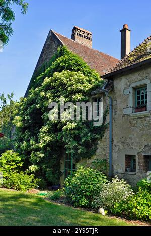 Climbing hydrangea (Hydrangea anomala ssp. petiolaris) on the gable of the house, Annabelle garden, Rainans, Jura, France Stock Photo