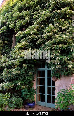 Climbing hydrangea (Hydrangea anomala ssp. petiolaris) on the gable of the house, Annabelle garden, Rainans, Jura, France Stock Photo