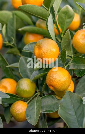 Calamondin (Citrofortunella × microcarpa) fruits on tree Stock Photo