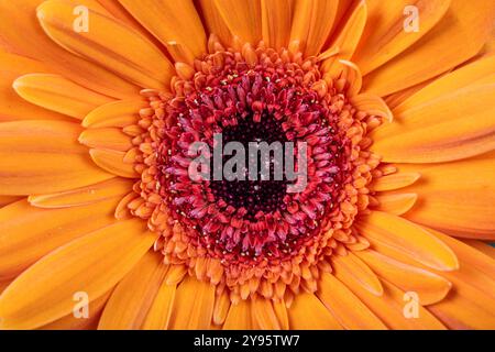 Gerbera flowers in studio Stock Photo