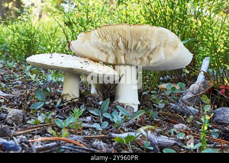 White-capped Amanita muscaria, or avenging angel mushrooms, growing from the forest floor near Little Lava lake in the Oregon Cascade Mountains. Stock Photo