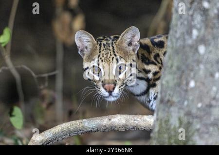 Ocelot (Leopardus pardalis), animal portrait, eye contact, at night, Pantanal, inland, wetland, UNESCO Biosphere Reserve, World Heritage Site, wetland Stock Photo