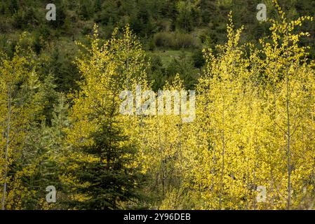 Close up view of boreal forest in Alberta with fall coloured aspen (Populus tremuloides) tree leaves at Emerald Lake, Yoho National Park. Stock Photo