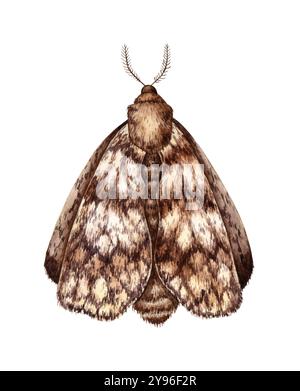 Gray brown moth moth with folded wings watercolor illustration. Lepidoptera insect isolated from background. for holiday design, interior, textiles, p Stock Photo