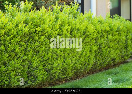 A beautiful hedge of Boxwood. Buxus plant pattern. Seamless texture of green natural background. Selective focus Stock Photo
