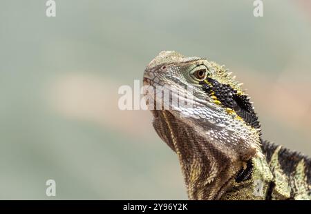 Eastern water dragon ( Intellagama lesueurii )  large semi-aquatic lizard with sharp spines and ancient features, that live around creeks and rivers. Stock Photo