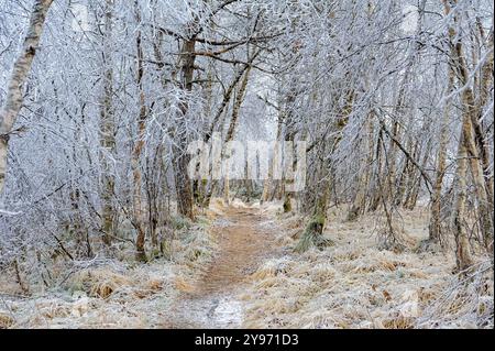 A path covered in frost leads through a dense forest where the branches of the trees are frosted in ice. Stock Photo