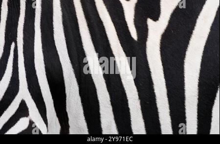 Zebra fur close-up. Black and white striped animal background. Stock Photo