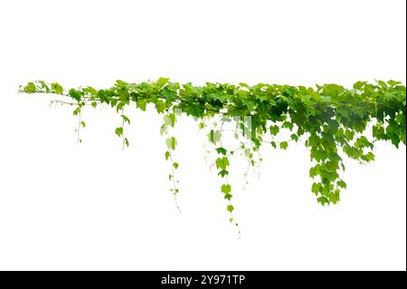 vine frame leaf vine isolates on a white background Stock Photo