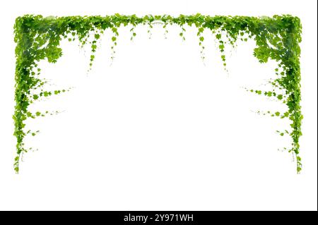 vine frame leaf vine isolates on a white background Stock Photo