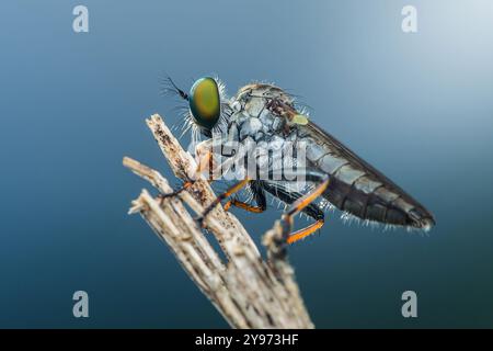 Robber fly with orange legs is perching on a branch, its large green eyes scanning the surroundings. Stock Photo