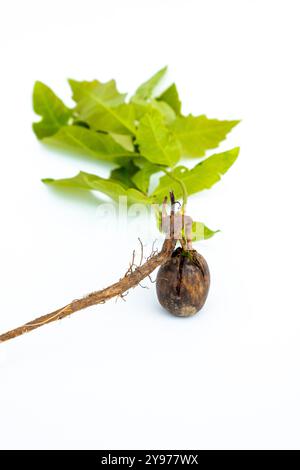 Oak tree acorn and seedling on a white background *** Local Caption *** Stock Photo