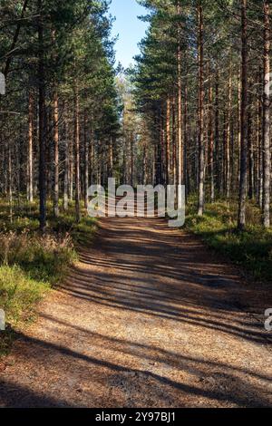 narrow dirt road passing through conifer forest, Finland Stock Photo