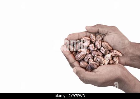 Man holding unpeeled cashews nuts on light background, closeup. Heap of dried unpeeled cashews in a hands of a man isolated on white. Copy space for t Stock Photo