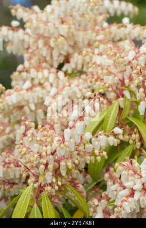 Pieris Forest Flame, Pieris floribunda Forest Flame, clusters cream bell-shaped flowers in spring Stock Photo