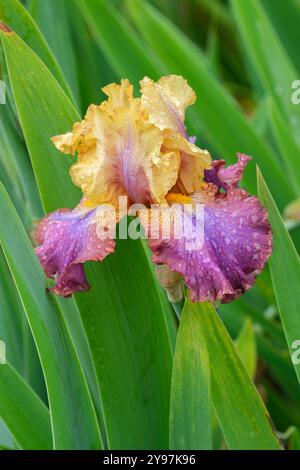 Tall Bearded Iris Trillion, Yellow standard, violet veins and  midrib, rose falls,  violet wash, beards tipped yellow Stock Photo