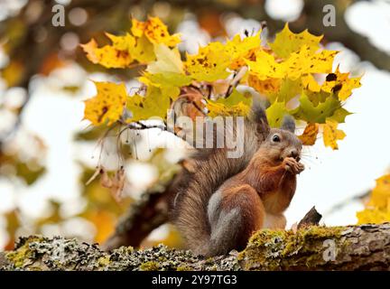 Cute red squirrel eating maple tree seeds in autumnal light Stock Photo
