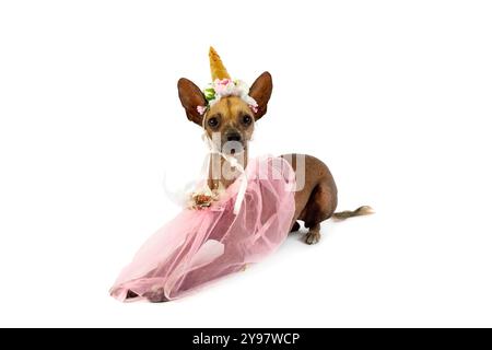 Funny Xoloitzcuintli dog dressed as a unicorn isolated on white background Stock Photo