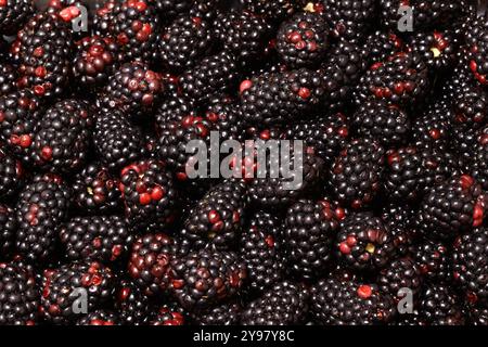 Background image of harvested ripe organic blackberries. Stock Photo