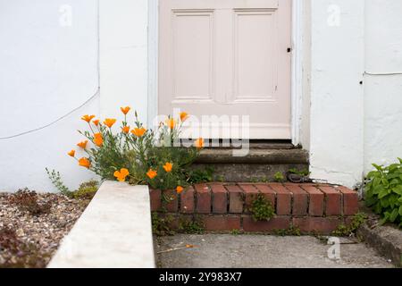 Bright California poppies growing through the cracks of the brink steps leading up to a light pink front door of a traditional British home.. Stock Photo