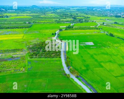 Aerial view of rural rice fields with irrigation canals. A peaceful rural scene of an asphalt road cutting through a vast rice field in the early morn Stock Photo