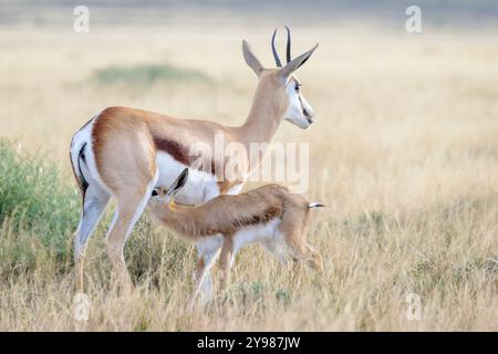 Springbok (Antidorcas marsupialis) young drinking milk from his mother, Karoo Highlands, Mountain Zebra National Park, South Africa. Stock Photo