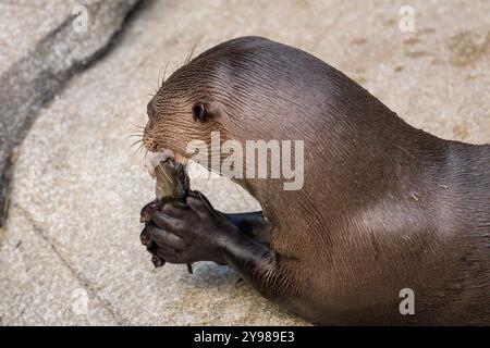 Giant otter or giant river otter, Pteronura brasiliensis, eating fish on a rock, captive Stock Photo