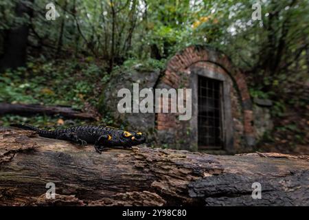 Fire salamander in the woodland with drainage gallery on background (Salamandra salamandra) Stock Photo