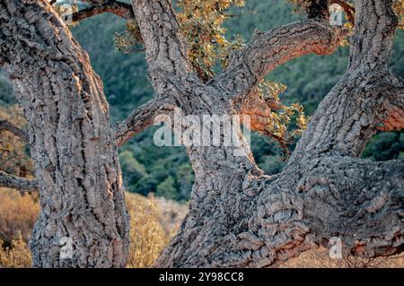 Cork tree on the French Riviera Stock Photo