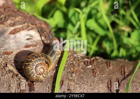 Snail crawling on a log in the garden. Shallow depth of field. Stock Photo