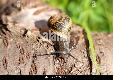 Snail crawling on a log in the garden. Shallow depth of field. Stock Photo