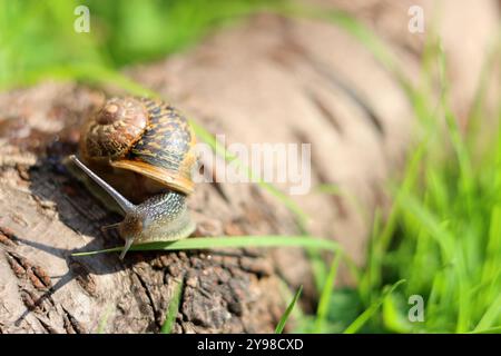 Snail crawling on a log in the garden. Shallow depth of field. Stock Photo
