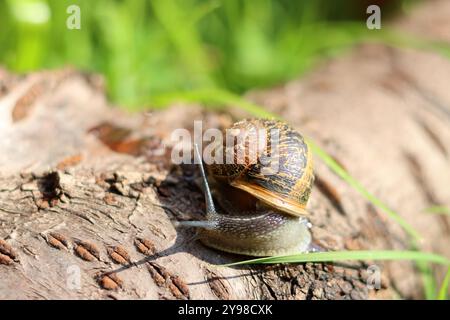 Snail crawling on a log in the garden. Shallow depth of field. Stock Photo
