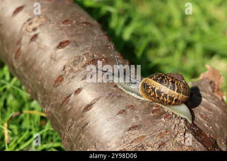 Snail crawling on a log in the garden. Shallow depth of field. Stock Photo