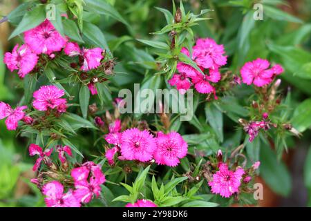 Beautiful pink carnations flowers in the garden. Shallow depth of field. Stock Photo