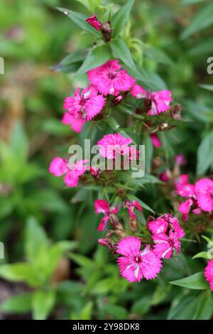 Beautiful pink carnations flowers in the garden. Shallow depth of field. Stock Photo