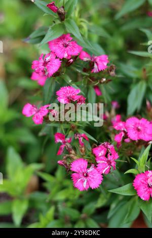 Beautiful pink carnations flowers in the garden. Shallow depth of field. Stock Photo