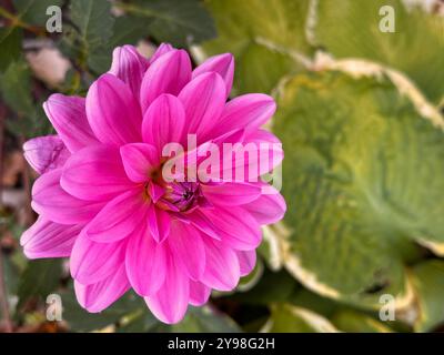 Dhalia Pinnata - pink flower with copy space on the right Stock Photo