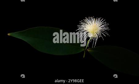 jambu or rose apple fruit tree flower with leaves isolated black background, beautiful feathery white and light yellow fragrant blossom Stock Photo