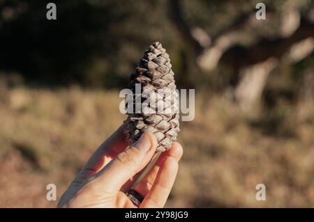 Close-up of a pine cone Stock Photo