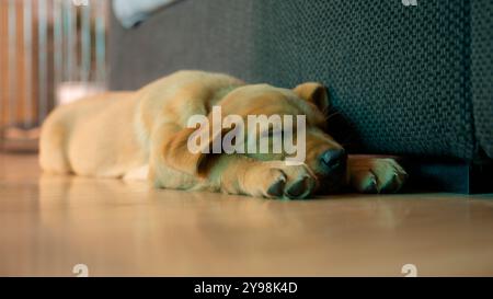 A golden purebred labrador retriever puppy sleeps peacefully on a wooden floor, resting beside a dark couch, with its paws stretched out and face rela Stock Photo
