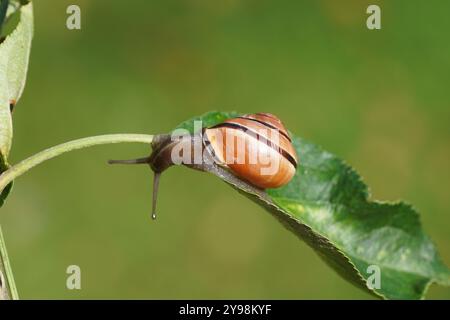 Grove snail or brown-lipped snail (Cepaea nemoralis) of the family Helicidae on an apple leaf. In a Dutch garden. Autumn, October Stock Photo
