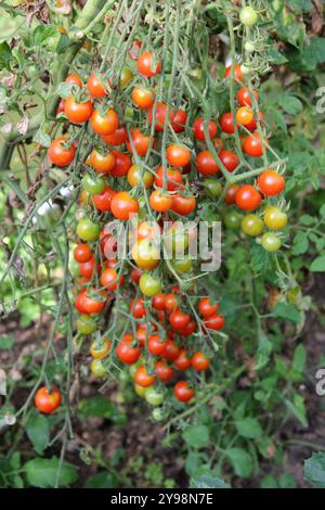 Cherry tomatoes on the vine Stock Photo