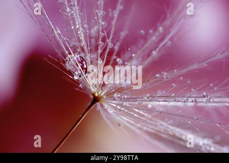 Seeds of dandelion flower with water drops on blurred background, macro photo Stock Photo