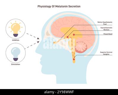 A circadian rhythm or circadian cycle. Human circadian biological clock ...