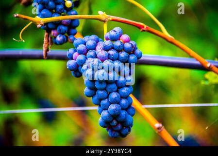 grape stalk ripe and ready for harvesting in the wine route at Lake Caldaro in Bolzano Italy Stock Photo