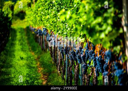 grape stalk ripe and ready for harvesting in the wine route at Lake Caldaro in Bolzano Italy Stock Photo