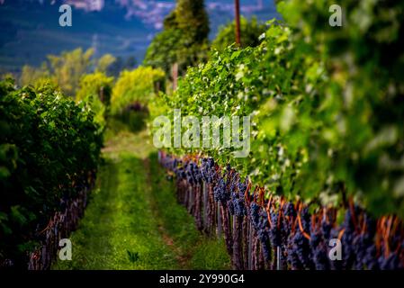 grape stalk ripe and ready for harvesting in the wine route at Lake Caldaro in Bolzano Italy Stock Photo