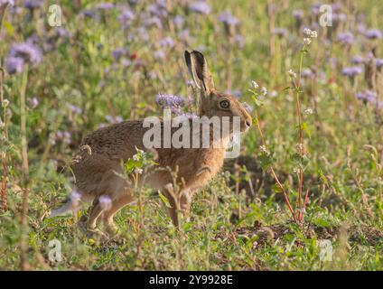 A unique shot, a shy Brown hare standing in amongst the beautiful purple flowers of Phacelia and   white buckwheat  Grown as a cover crop, Suffolk, Uk Stock Photo